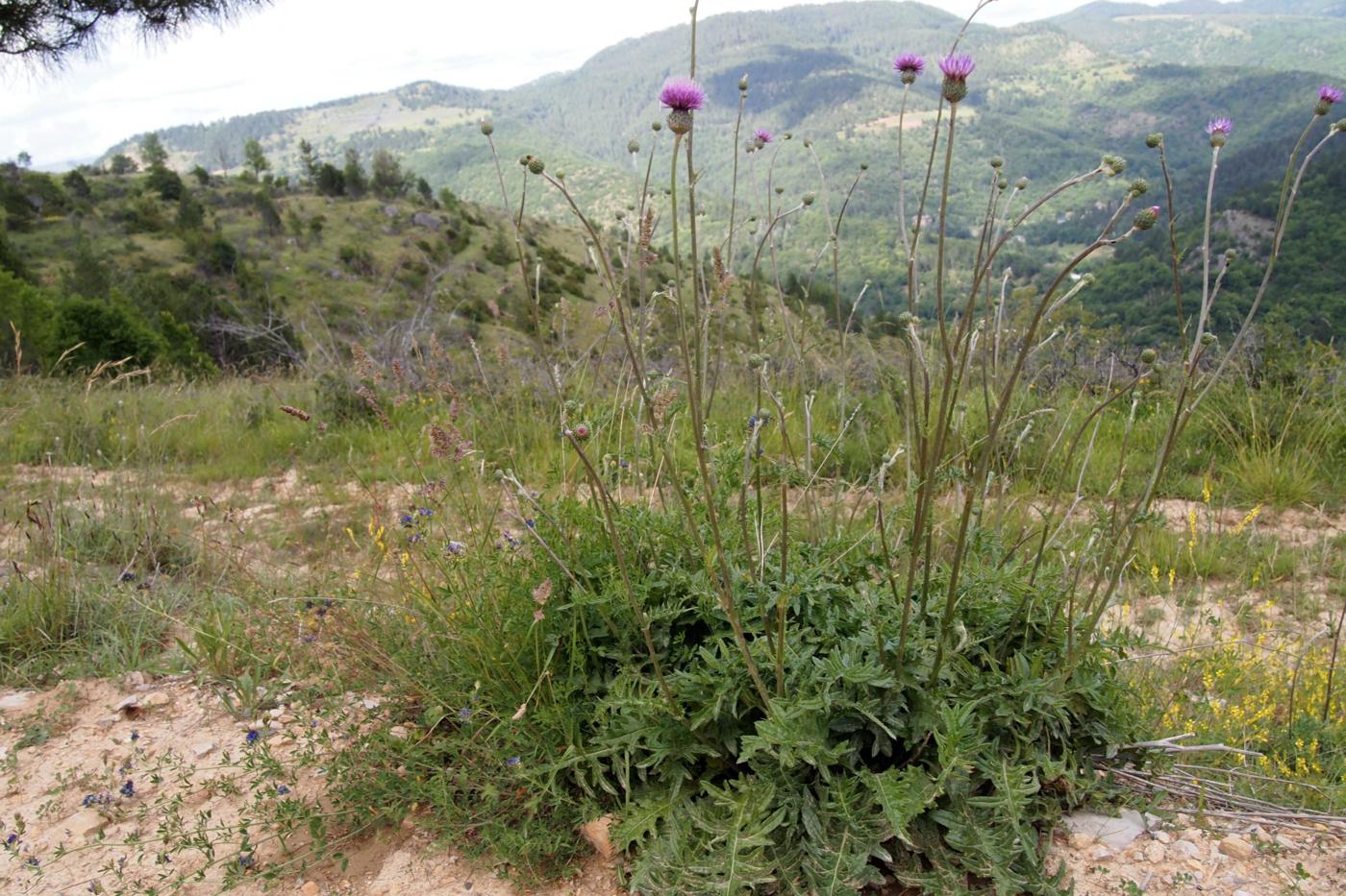 Thistle, Tuberous plant